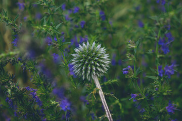 Echinops flower on a blue background. Flowers on macro photo.