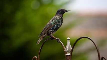Perched Starling in a Garden