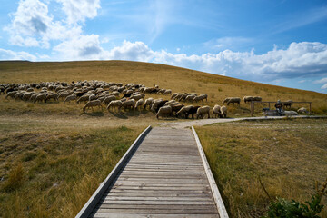Flock of sheep at Monti Sibillini national park, Italy