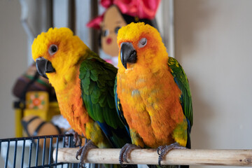 Two birds