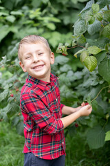 A little boy in a plaid shirt is standing near a bush with raspberries.