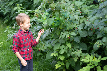 A little boy in a plaid shirt is standing near a bush with raspberries.