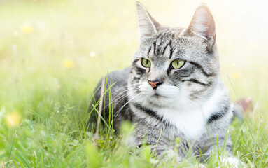 beautiful cat lying in the grass