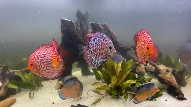 Ein Diskusfisch, Buntbarsch in einem Amazonas Aquarium.

