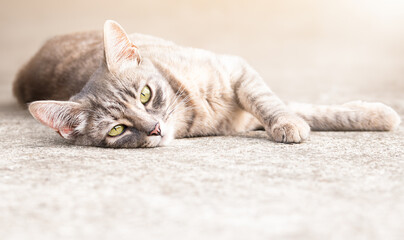 Fototapeta na wymiar striped gray cat lies on a concrete pavement and looking at the camera