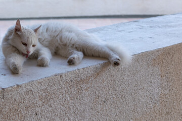 White big cat. The cat lying on the wall. Animals in Cyprus.