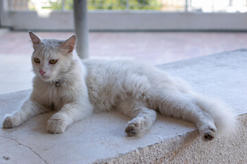 White big cat. The cat lying on the wall. Animals in Cyprus.