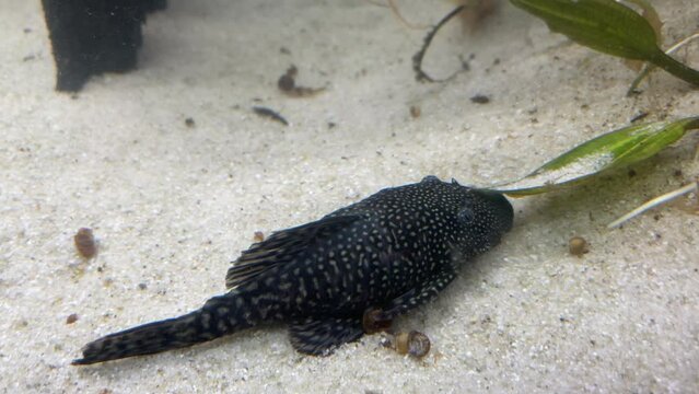Antennenwelse im Aquarium.