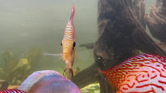 Ein Diskusfisch, Buntbarsch in einem Amazonas Aquarium.
