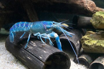 Everglades crayfish called Blue crayfish in the aquarium.