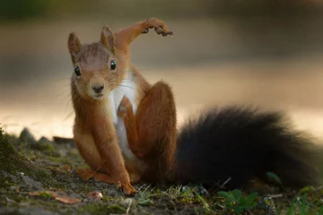 Fotobehang grappige eekhoorn in elegante yogapositie kijkt naar de camera © gehapromo