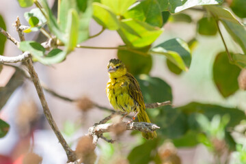 Bright yellow freshly bathed brimstone canary Crithagra sulphurata perches among lush green foliage...