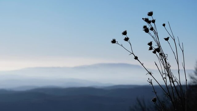 Sharp dry flowers swaying by the afternoon breeze. Out of focus or blurry background with beautiful mountains and clear blue sky on a cold, foggy winter day. Calm nature scenery from Hungary. 4K