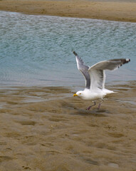 seagull about to take off