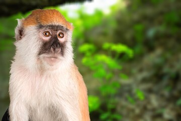 Beautiful endangered and rare monkey on the nature background