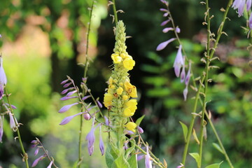 Kwiaty dziewanny Verbascum thapsus na tle kwiatów funkii hosty © Mariusz
