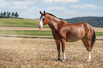 Portrait of a bay pinto arabian crossbreed western horse on a pasture in front of a rural landscape...