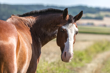Portrait of a bay pinto arabian crossbreed western horse on a pasture in front of a rural landscape in summer outdoors