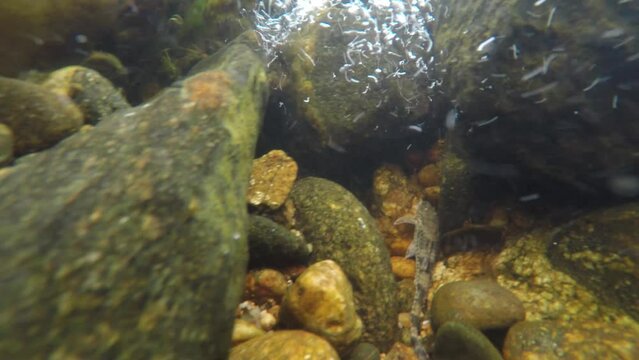 pez muerto en el fondo del rio, posiblemente por estar el agua contaminada. rio caudaloso con muchas piedras en donde yace un pez muerto