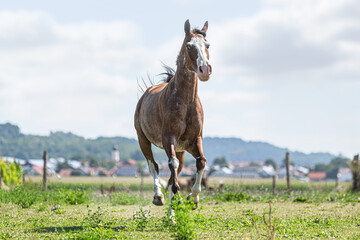 Portrait of a bay pinto arabian crossbreed western horse on a pasture in front of a rural landscape...