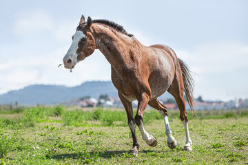 Portrait of a bay pinto arabian crossbreed western horse on a pasture in front of a rural landscape in summer outdoors