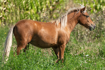 Portrait of a young pretty chestnut shetland pony mare on a pasture in summer outdoors