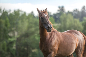 Portrait of a beautiful dark chestnut arabian horse crossbreed mare on a meadow in summer outdoors during sundown