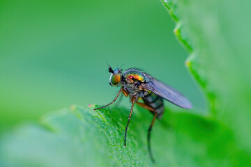 Tropical Fruit Fly Drosophila Diptera Parasite Insect Pest on Green Leaf Close-up