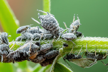 Black Bean Aphid Colony Close-up. Blackfly or Aphis Fabae Garden Parasite Insect Pest Macro on Green Background