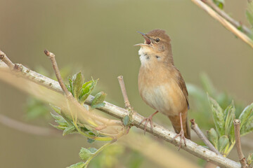 Fototapeta premium Brzęczka (Locustella luscinioides)