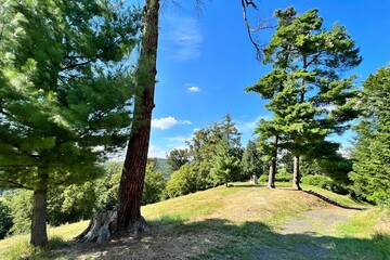 Naklejka premium trees in the park