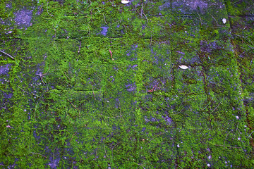 wall of bricks with moss for background with texture 