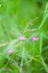 Pink flowers in the grass