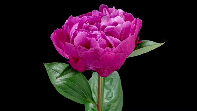 4K Time Lapse of blooming pink Peony flower isolated on black background. Timelapse of Peony petals close-up. Time-lapse of big single flower opening.