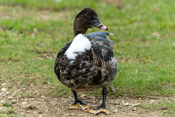 duck still in the grass