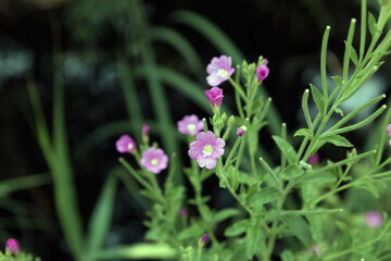 flowers in the garden
