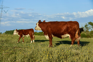 Cattle raising  with natural pastures in Pampas countryside, La Pampa Province,Patagonia, Argentina.