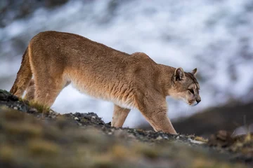 Tragetasche Puma walking in mountain environment, Torres del Paine National Park, Patagonia, Chile. © foto4440