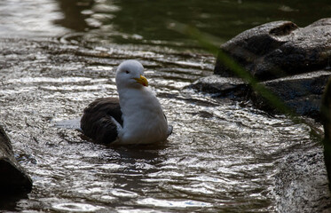 Kelp Gull (Larus dominicanus)