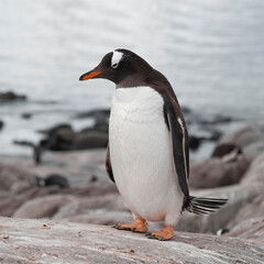 Obraz premium Gentoo Penguin, Pygoscelis papua, Antartica.