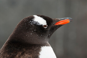  Gentoo Penguin, Pygoscelis papua, Antartica.