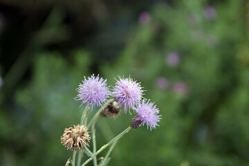 flowers in the garden