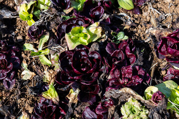 Woman Hands Harvesting Organic Italian Chicory on an Agricultural Field in Slovenia