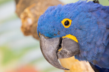 Hyacinth Macaw Parrot Head Close Up