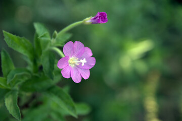 Obraz premium flowers in the garden