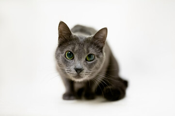 Lying gray cat with green eyes, Russian blue cat