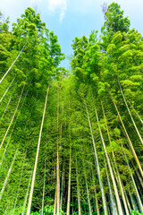 Plakat 新緑・竹林風景「自然の森・田舎・観光穴場」 Fresh green and bamboo grove landscape 