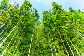 新緑・竹林風景「自然の森・田舎・観光穴場」
Fresh green and bamboo grove...