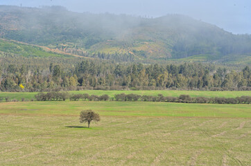 Big majectic tree in the midle of a field in a valley during winter foggy morning, Lolol, Chile 