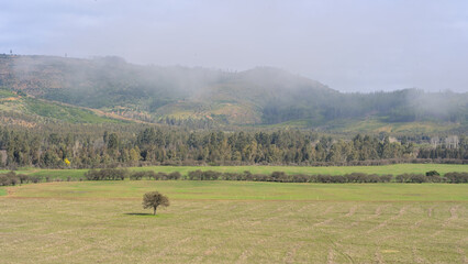 Big majectic tree in the midle of a field in a valley during winter foggy morning, Lolol, Chile 